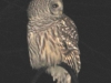 jacks-owl