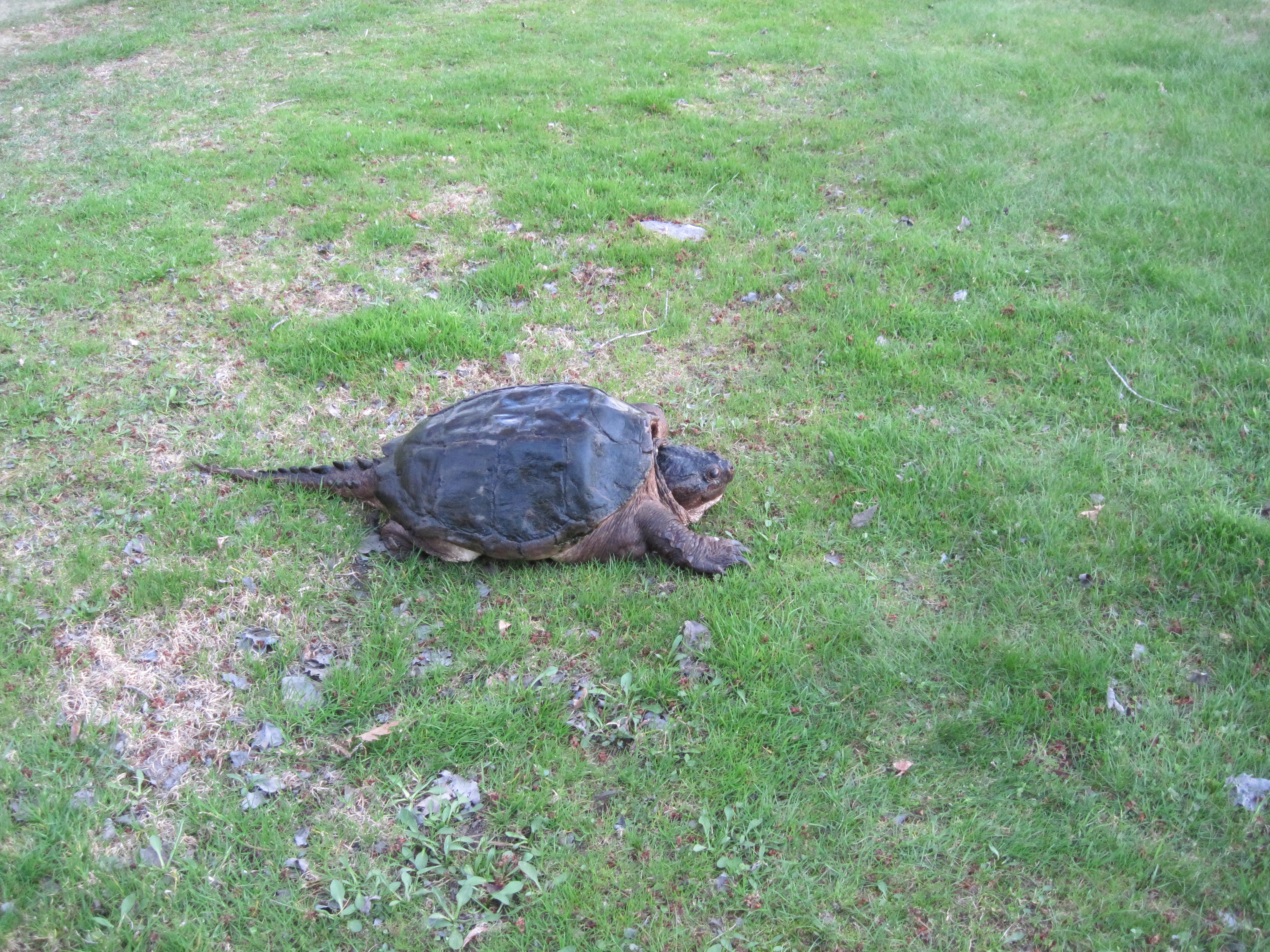 quigley-turtle