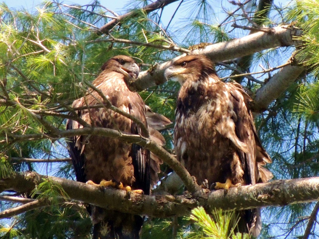 Baby Eagles 2 - 2014