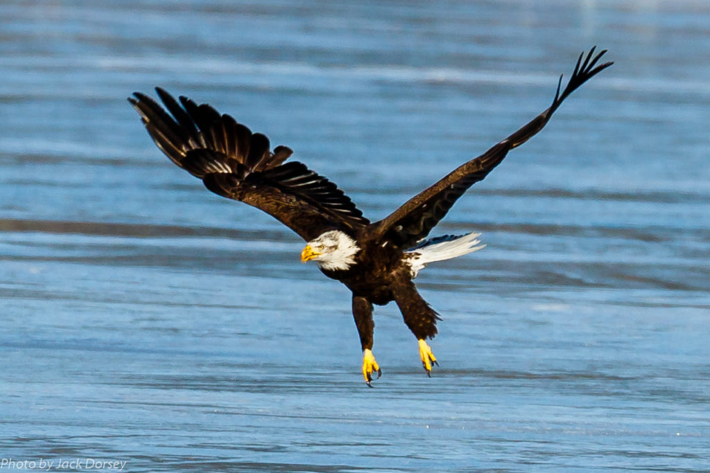 Bald Eagle by Jack Dorsey