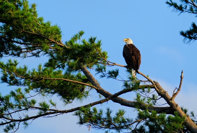 Eagle - Province Lake