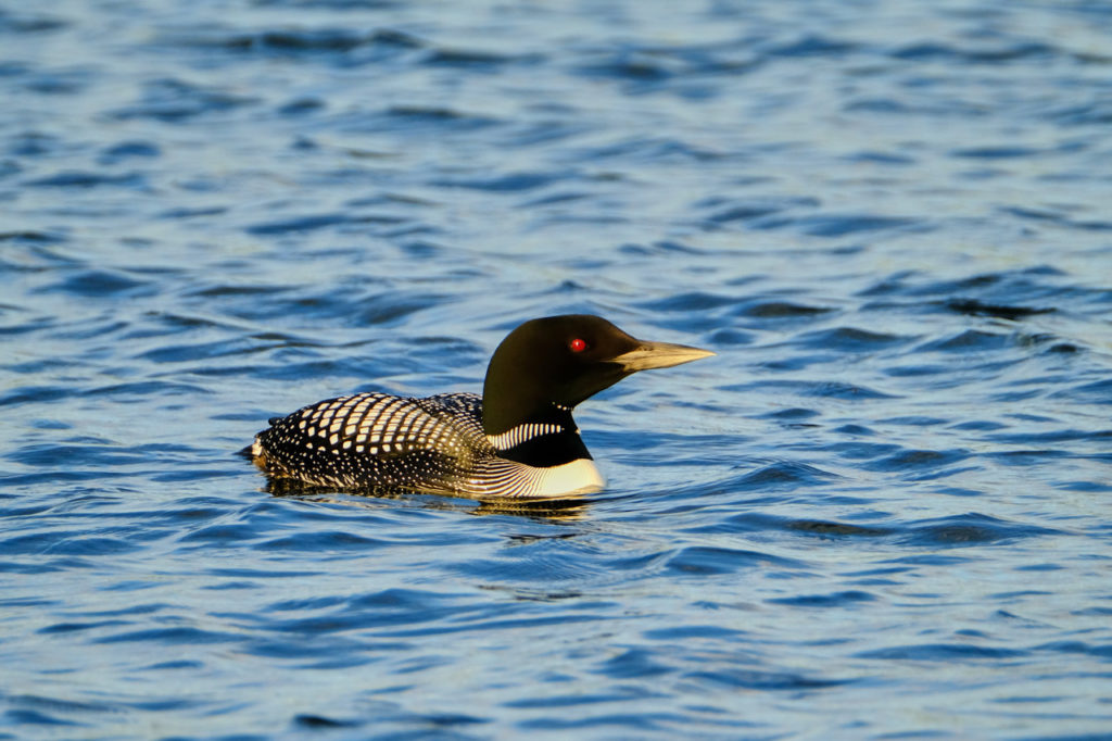 Loon - Province Lake